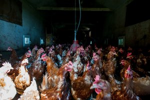 Paukščių gripo prevencijai – 6 mln. eurų paramos