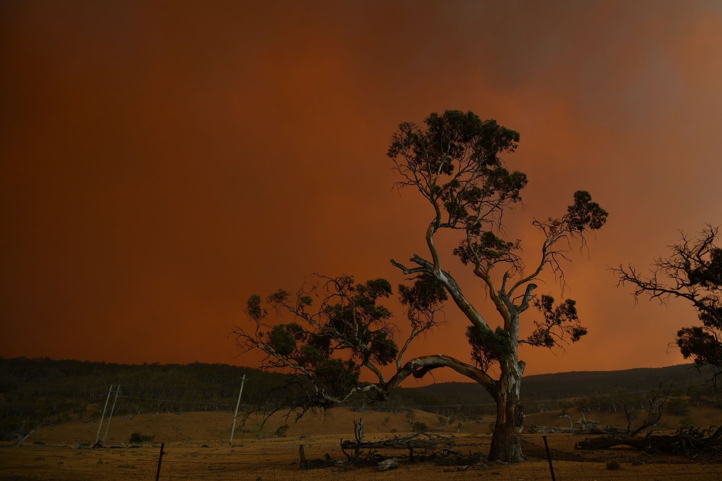  ​Australijos specialiosios gelbėjimo tarnybos jau suteikia pagalbą nuo pražūtingų krūmynų gaisrų šalyje nukentėjusiems gyvūnams.<br>AFP/Scanpix nuotr.