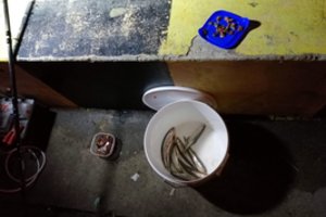 Nuodų porcija iš slapto „Grigeo“ vamzdžio stintų žvejybos karštinės neatšaldė