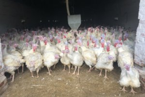 Lenkijoje – jau 10-as paukščių gripo protrūkis 