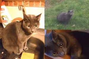 Atžalos besilaukianti klaipėdietė meldžia pagalbos: iš penkto aukšto dingo numylėtinė Puma