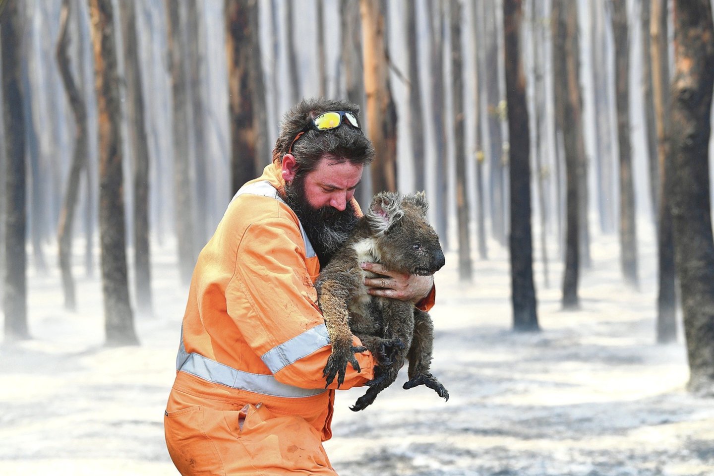 Krūmynų gaisrų sezonas Australijoje šiemet vienas ilgiausių ir intensyviausių. Skaičiuojama, kad liepsnose žuvo maždaug trečdalis koalų populiacijos.<br>„Reuters“/„Scanpix“ nuotr.