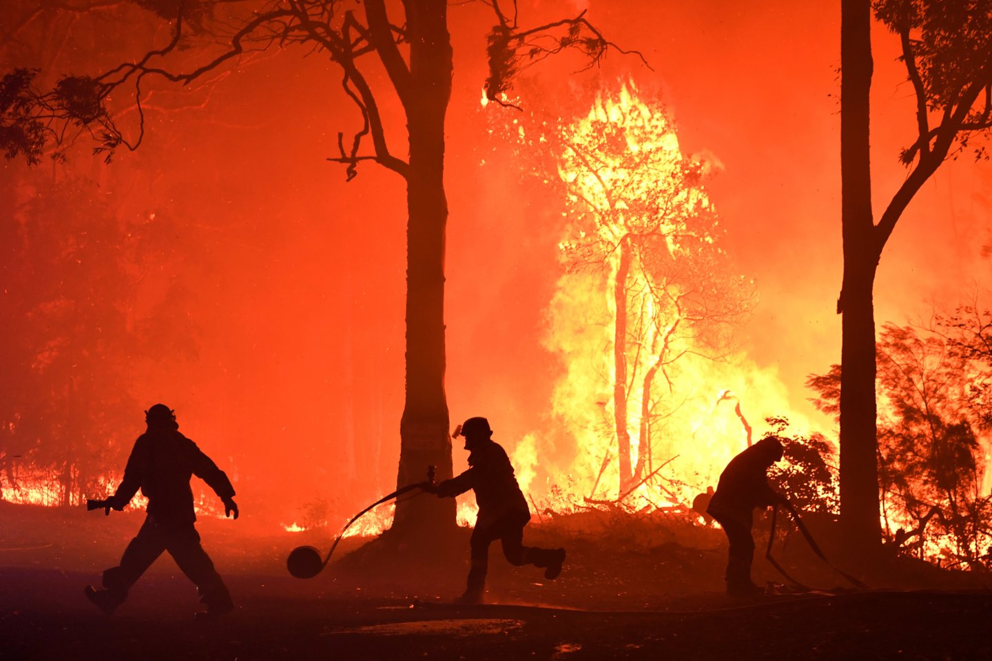 Krūmynų gaisrų sezonas Australijoje šiemet vienas ilgiausių ir intensyviausių. Skaičiuojama, kad liepsnose žuvo maždaug trečdalis koalų populiacijos.<br>Scanpix/AFP nuotr.