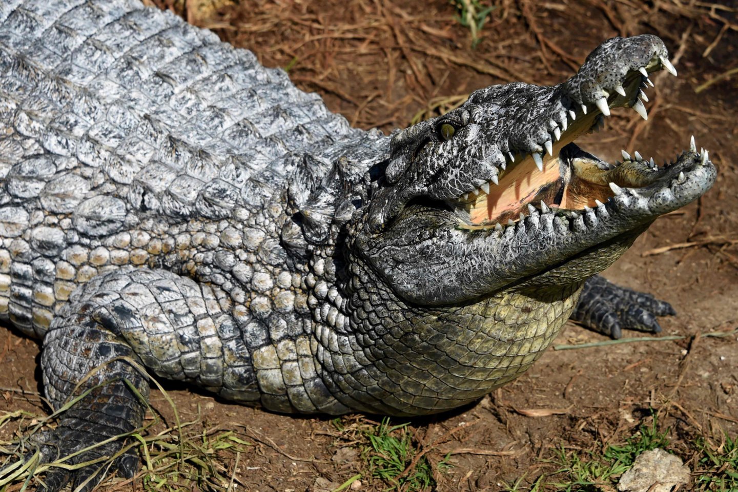 Krokodilų knibždančiame atogrąžų miške Australijos šiaurėje pasiklydęs vyras po trijų savaičių buvo surastas sveikas ir gyvas, antradienį pranešė policija.<br>Scanpix nuotr.