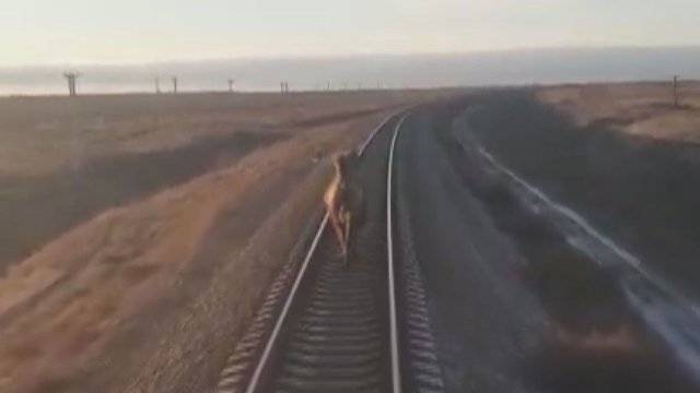 Teko atidėti traukinio kelionę: kelią pastojo įžūlus kupranugaris
