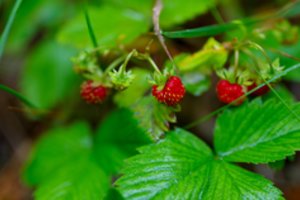 Žiemą žemuogių lapai dar naudingesni nei uogos