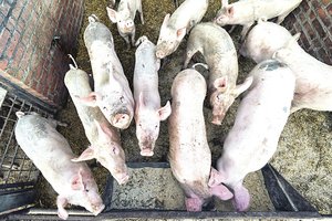 Kraupus įvykis Lenkijoje: alkanos kiaulės suėdė savo šeimininką 