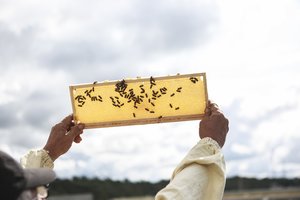 Bičių duonelė – kas tai?