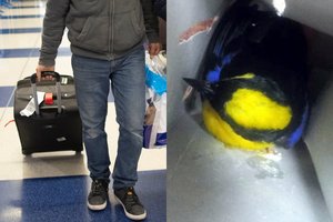 Oro uoste sulaikytas vyras: jo lagamine – pareigūnus nustebinęs egzotiškas krovinys