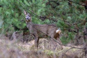 Jurbarko raj. pareigūnai pričiupo brakonierių: nušovė stirnos patelę ir taurųjį elnią
