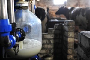 Pieno kaina išaugo – stambieji ūkiai gauna europinį vidurkį