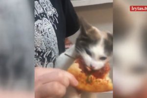 Bandė iš katės atimti picą – tokios dramatiškos reakcijos nesitikėjo