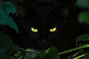 Jei numirtumėte – ar katė ėstų jūsų kūną? O gal jos nemėgsta žmogienos?