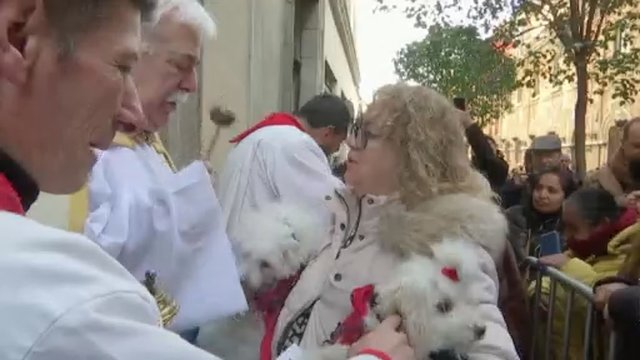 Ispanijos sostinėje Madride – neįprasta šventė: šventinami naminiai gyvūnai