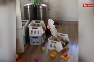 Augintinio elgesys varo iš proto – rytais nereikia nė žadintuvo