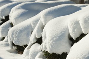 Klimatologo žvilgsnis į likusią žiemą: kalbama, kad šįmet jos nebus