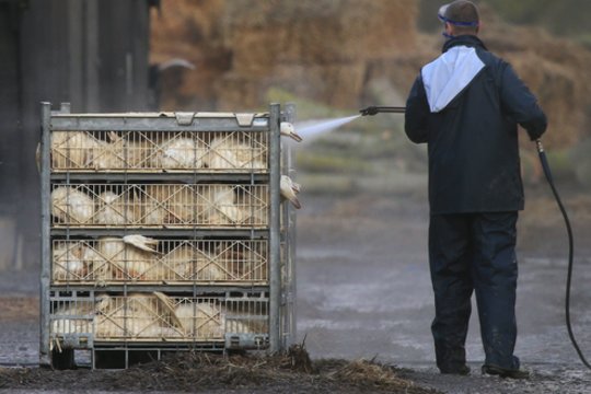 Vieni išsižadėjo, bet lietuviai graibsto pigią paukštieną iš gripo apimtos Lenkijos        
