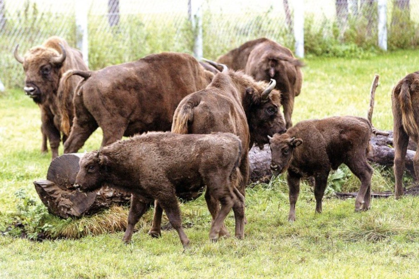 Stumbrės vaikus augina iki dvejų metų ir jokiu būdu jų vienų nepalieka.<br> A.Švelnos nuotr.