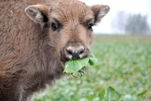 Stumbrę nušovęs valstietis Utenos valdininkas našlaitį jauniklį paliko pražūčiai