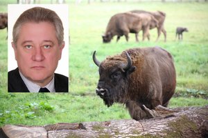 Dėl stumbrės medžioklės paslapčių Seimo narys kreipėsi į prokuratūrą 