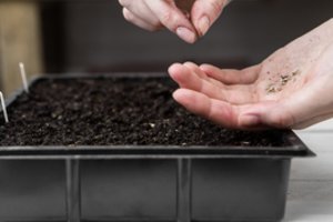 Rokiškietė pomidorų sėklas įsigijo po 29 centus: labai džiaugiasi atradusi šią veislę 