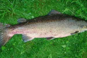 Svarbi žinia žvejams: sugriežtinta lašišų ir šlakių žvejyba upėse ir Kuršių mariose