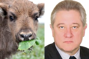 Po valstiečio politiko šūvio našlaičiu likęs stumbro jauniklis rado saugų prieglobstį