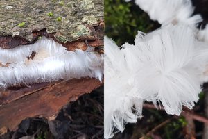 Miške netoli Šakių eigulys aptiko stulbinantį gamtos reiškinį