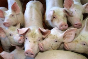 Estija pripažinta laisva nuo afrikinio kiaulių maro