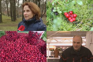 Viduržiemį miško gėrybių prisirinkę biržiečiai: rado vietų, kur neša litrais