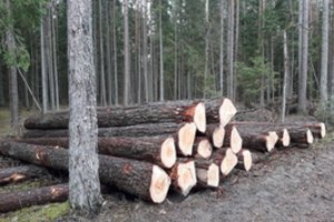 Nukirsto miško vaizdais pasidaliję gamtos sergėtojai sulaukė urėdijos atsako