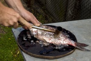 Paskelbti Kuršių marių žuvies tyrimų rezultatai: tikrino keturias rūšis