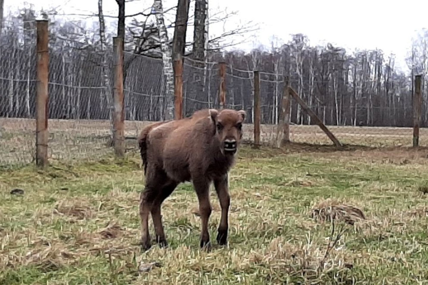 Mamos netekęs jauniklis stumbriukas taip pat būtų pasmerktas žūčiai, jei ne žmonių pagalba.