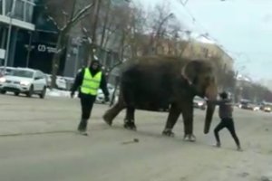 Rusijos didmiestyje paniką sėjo į gatves iš cirko pabėgę drambliai