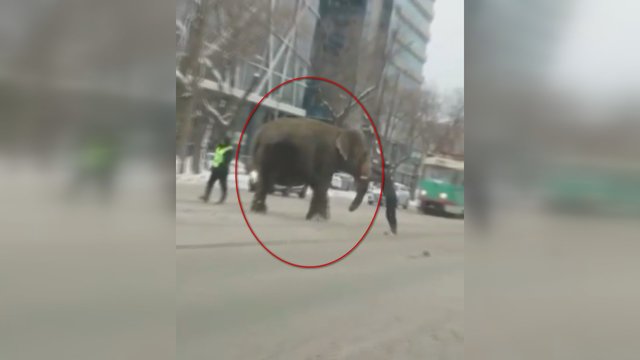 Gyventojai apstulbę – Rusijoje gatvėmis klaidžiojo iš cirko pabėgę drambliai