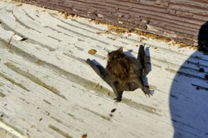  Prancūzija: per gaisrą zoologijos sode žuvo 60 šikšnosparnių ir kelios reptilijos