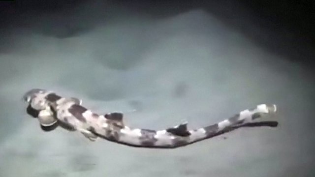 Jūros biologų džiaugsmas – keturios naujos vaikščiojančių ryklių rūšys