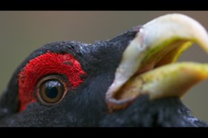 Filmo „Sengirė“ kūrėjai įkūrė fondą apsaugoti senąsias girias