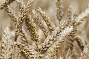 Estija 2019-aisiais prikūlė 77 proc. daugiau grūdų