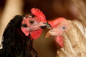 Paukščių augintojai raginami laikytis saugumo priemonių