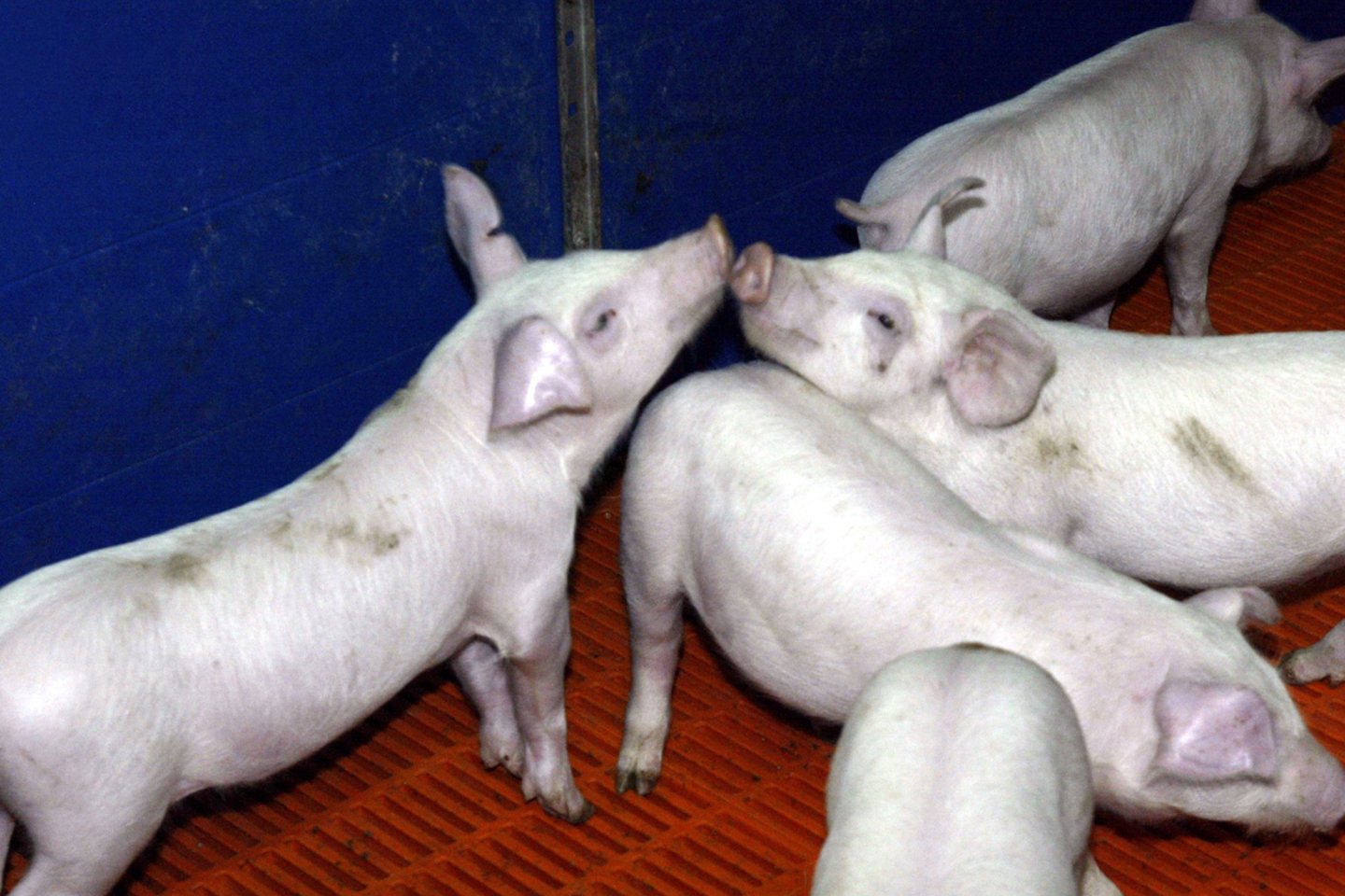 Kiaulių supirkimo kaina paskutinį praėjusių metų ketvirtį padidėjo apie 43 proc.<br>M.Vizbelio nuotr.