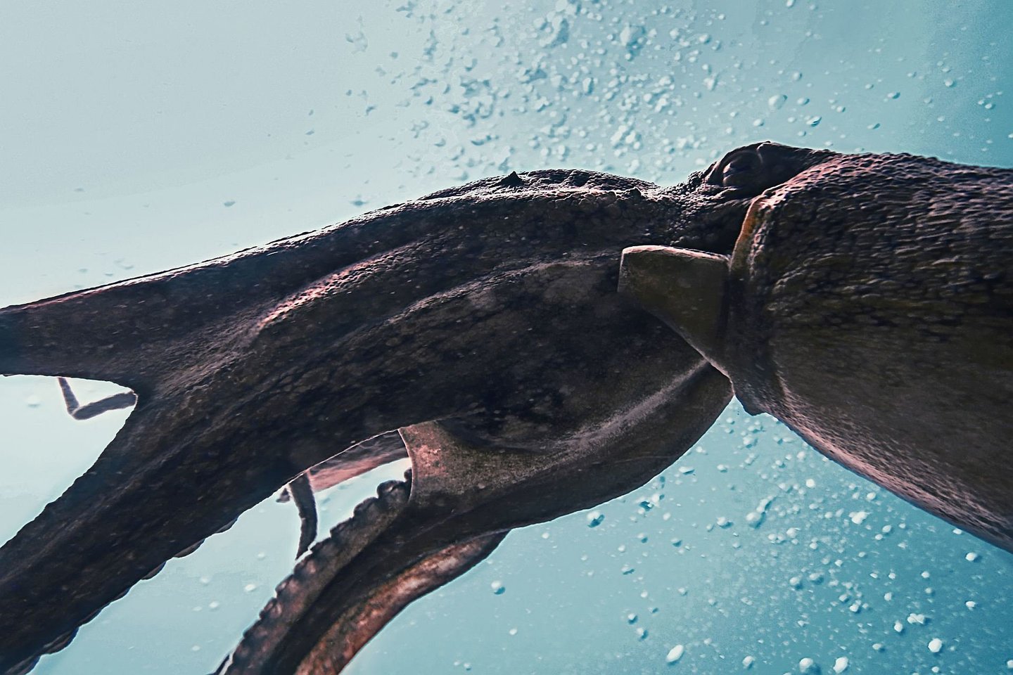  Svarbios paslaptingų gigantiškojo kalmaro (Architeuthisdux) anatomijos ir evoliucijos užuominos atskleidžiamos jo genome.<br> 123RF iliustr.