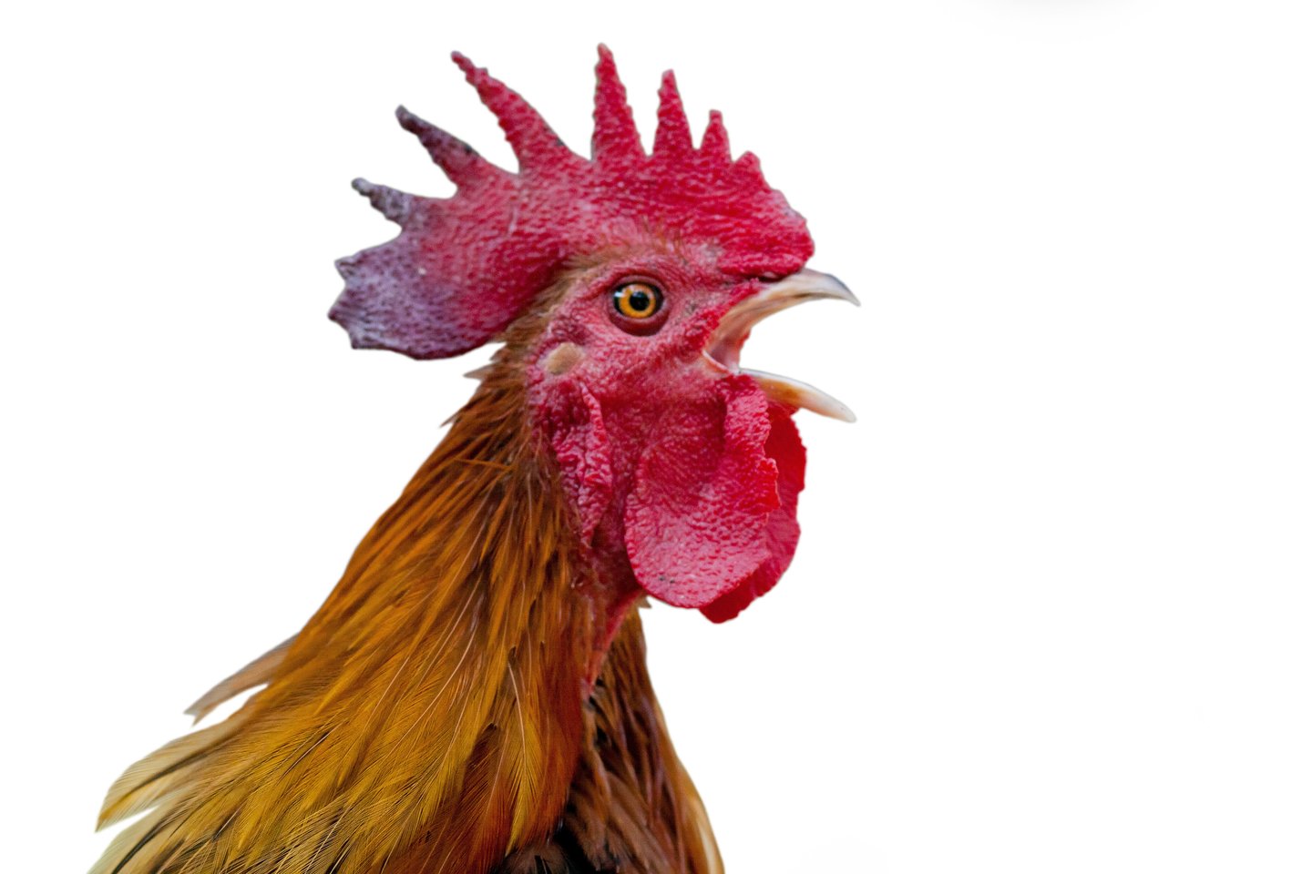 Kiaušinių pramonėje kiekvienais metais perinama milijonai viščiukų, o moteriškos lyties viščiukai parduodami auginimui atskiriems ūkininkams arba komerciniams paukštininkystės ūkiams.<br>123RF nuotr.