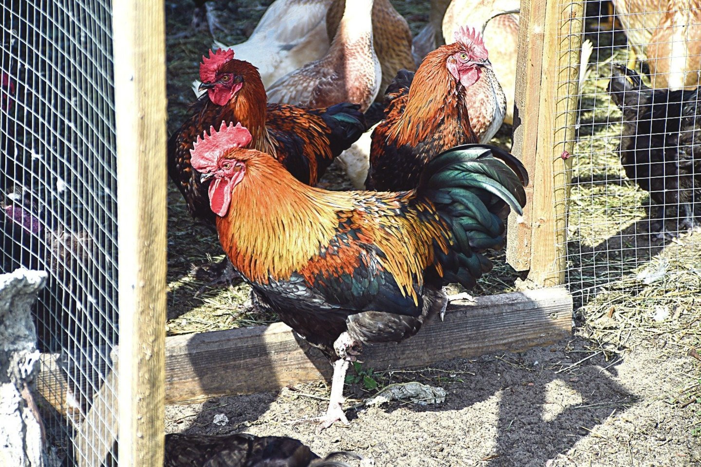 Kiaušinių pramonėje kiekvienais metais perinama milijonai viščiukų, o moteriškos lyties viščiukai parduodami auginimui atskiriems ūkininkams arba komerciniams paukštininkystės ūkiams.<br> lrytas.lt nuotr.