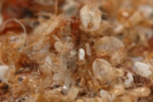 Atpažinti klastingas blakes sudėtinga, bet yra keli patikrinti būdai