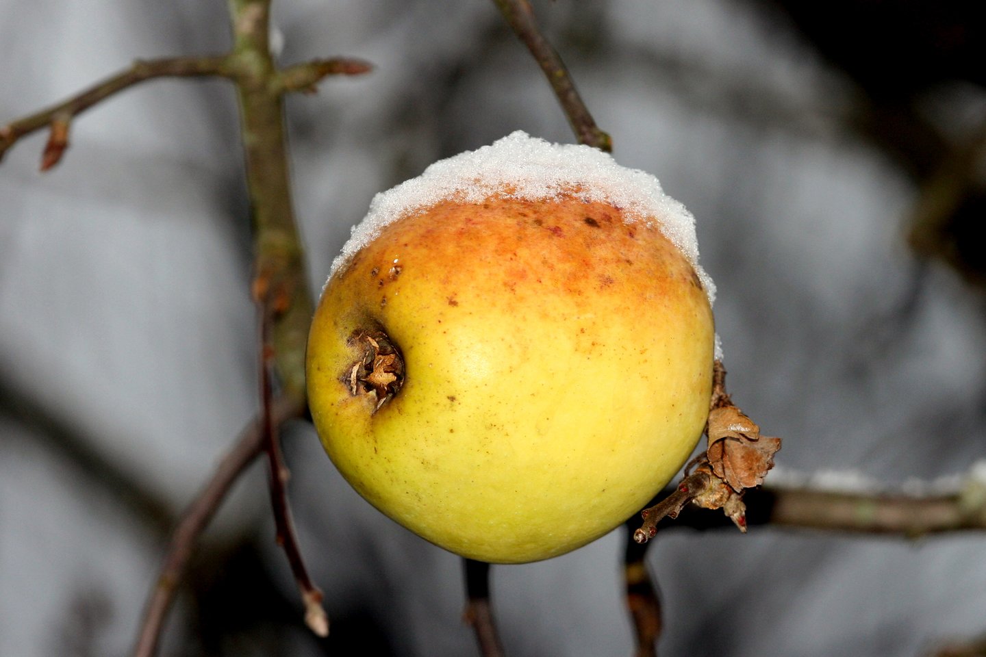 Lietuviški obuoliai – kodėl nereikėtų jų nuvertinti?<br>M.Patašiaus nuotr.