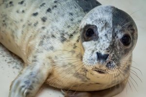 Išgelbėtiems ruoniukams Klaipėdoje rinks žemaitiškus vardus