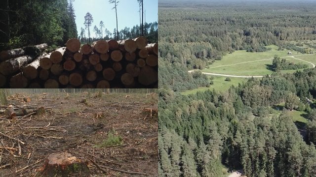 Visuomenininkai steigia paramos fondą: sieks didinti miškų plotus 