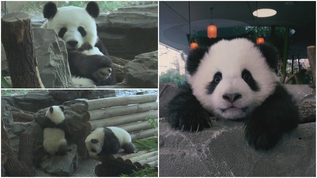 Pirmasis dvynių pandų pasivaikščiojimas – su akyla mamos priežiūra