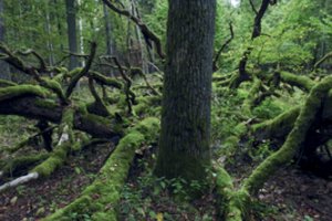 Lietuvoje įkurs miškus, kurių niekas niekada neiškirs